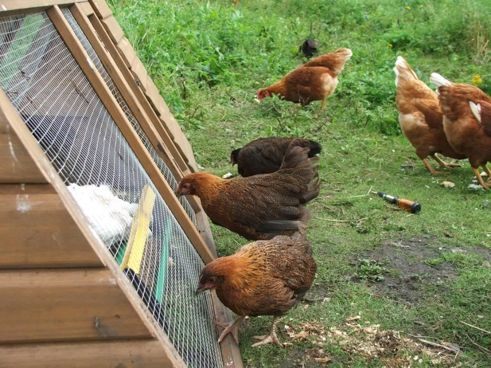 Hens009.jpg