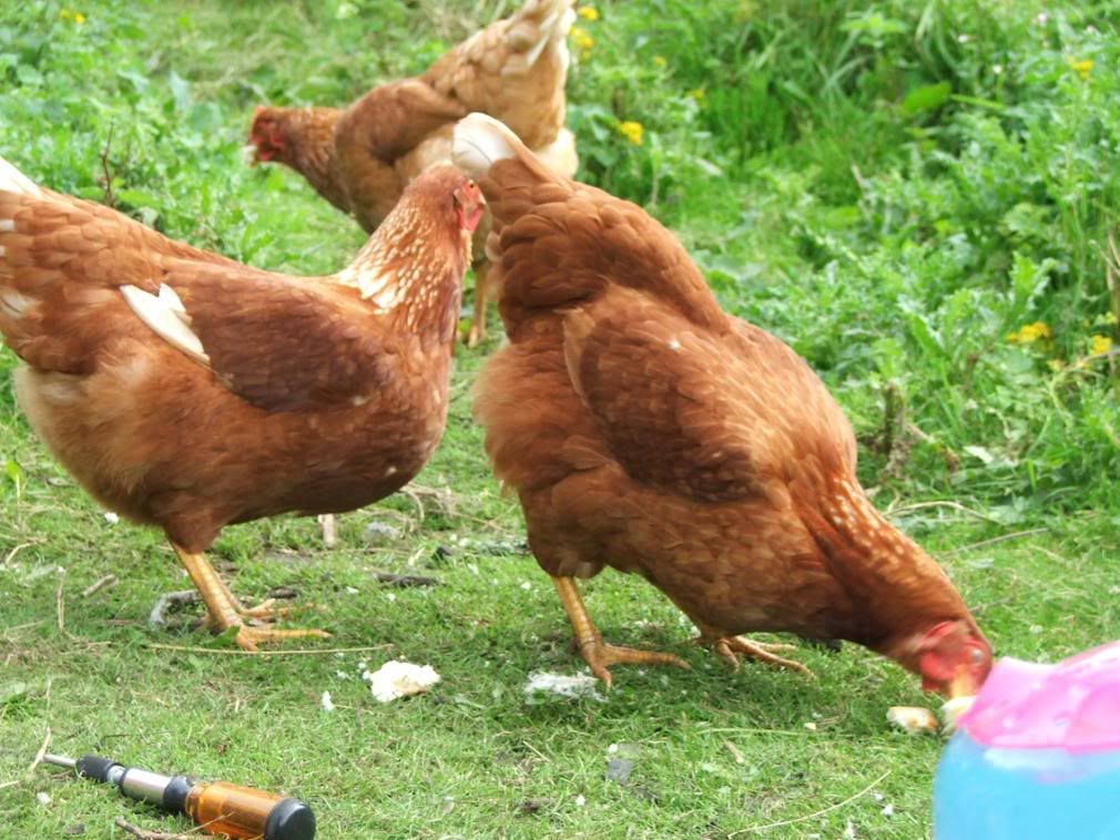 Hens010.jpg