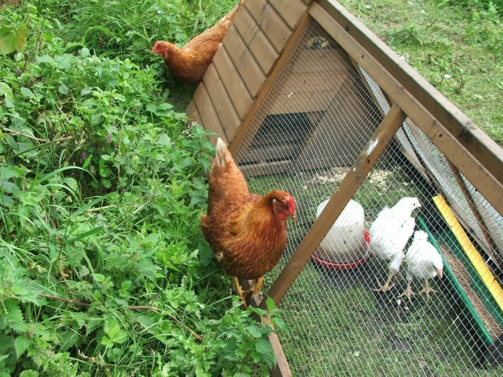 Hens013.jpg