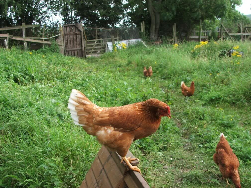 Hens014.jpg