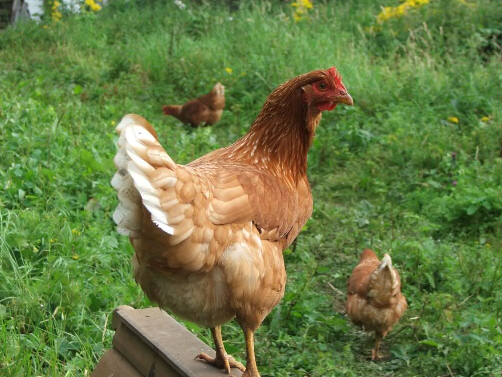 Hens015.jpg