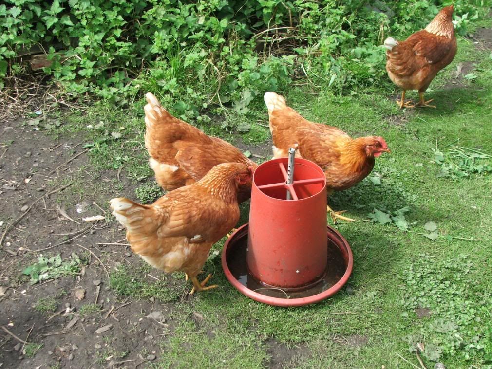 Hens016.jpg