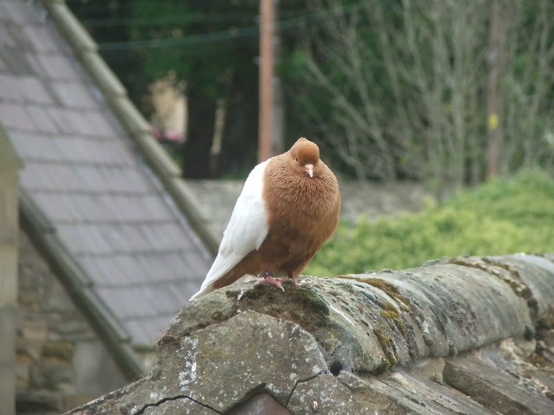 Pidgeon001.jpg