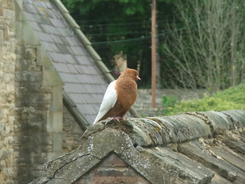 Pidgeon004.jpg