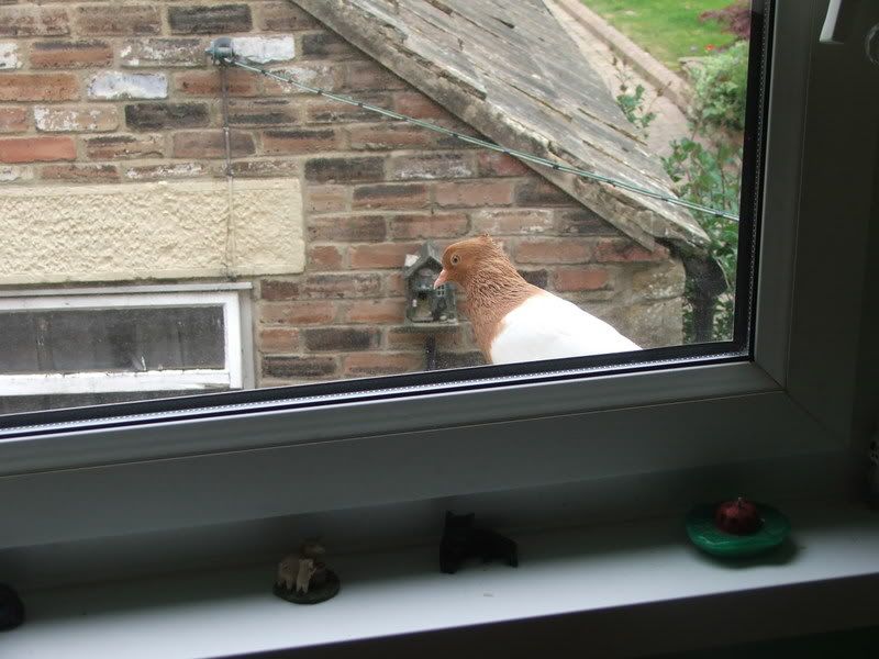 Pidgeon005.jpg