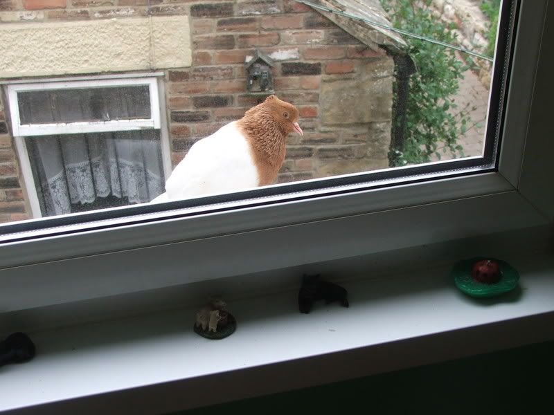 Pidgeon009.jpg