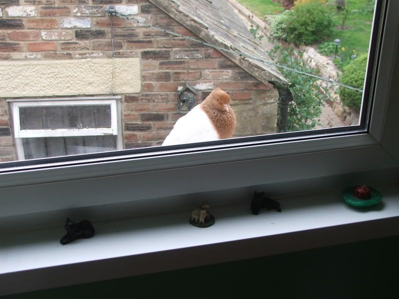 Pidgeon010.jpg