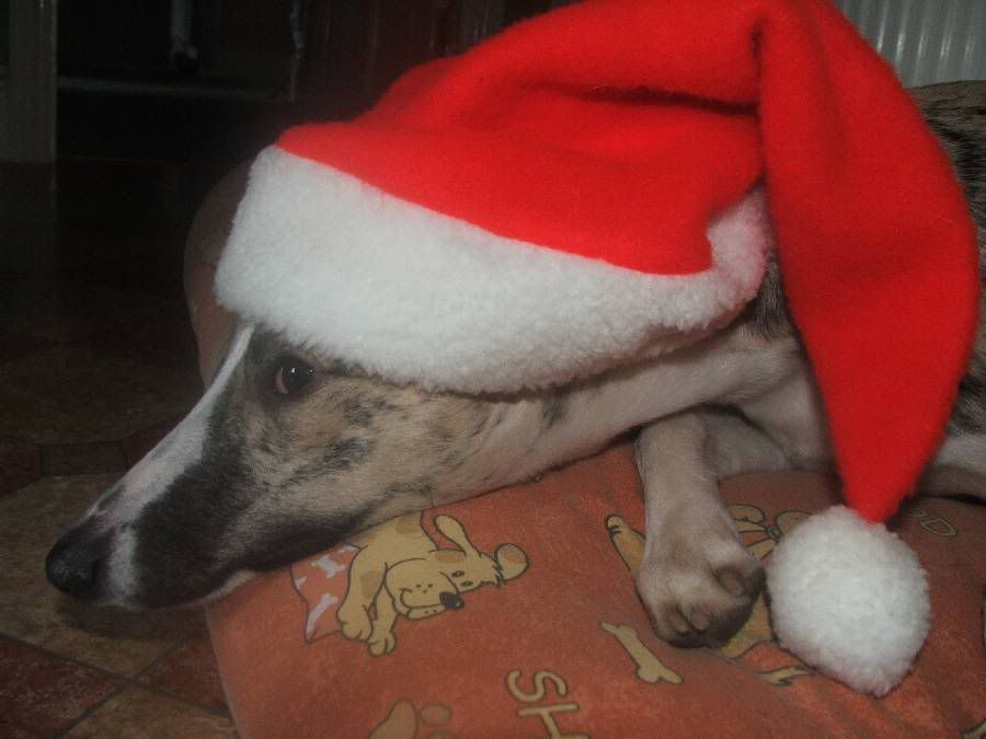 SantaDog2Kobi.jpg