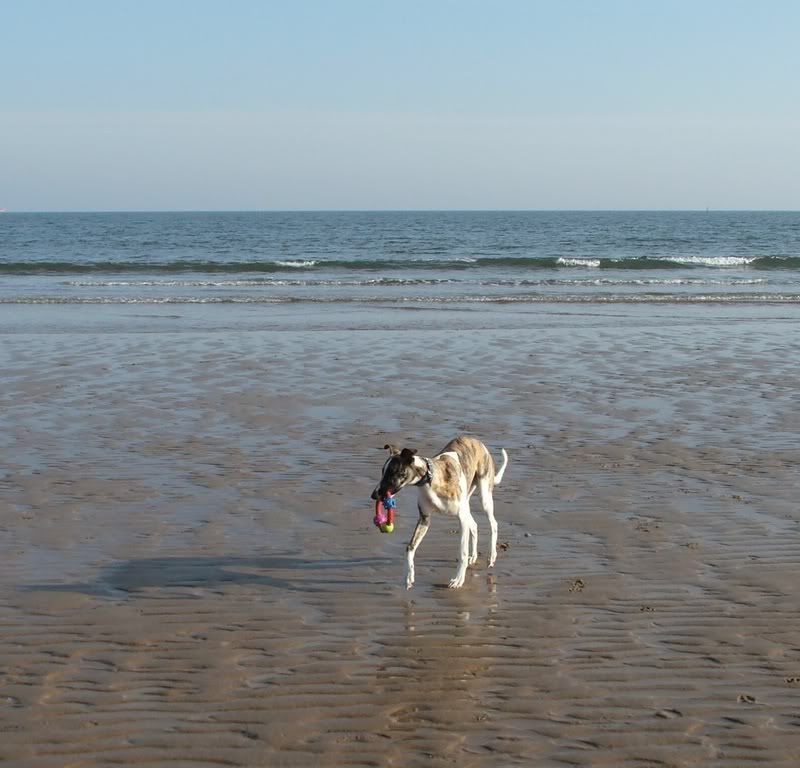 Beach-SeaburnOct07006crop.jpg