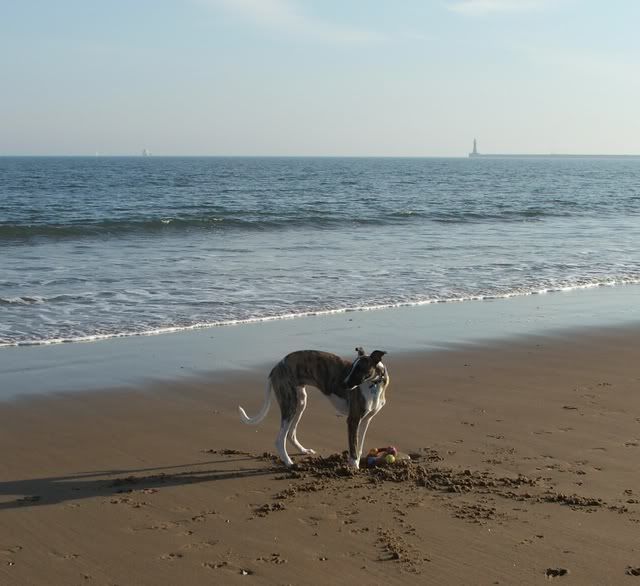 Beach-SeaburnOct07037crop.jpg