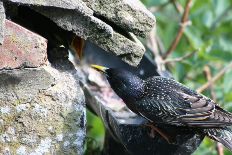 Starlings002.jpg