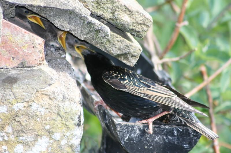 Starlings003.jpg