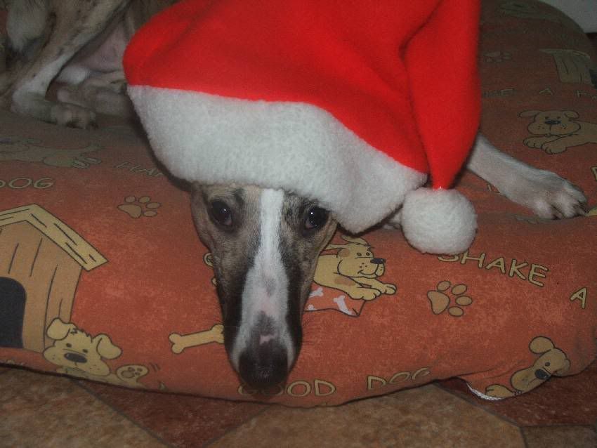 santADOG3KOBI.jpg