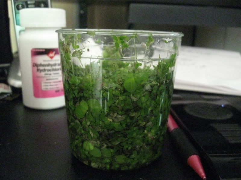 Duckweed for trade/sell Aquarium Forum