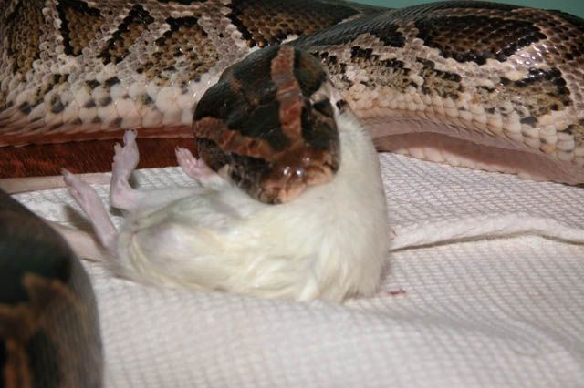Image hosted by Photobucket.com