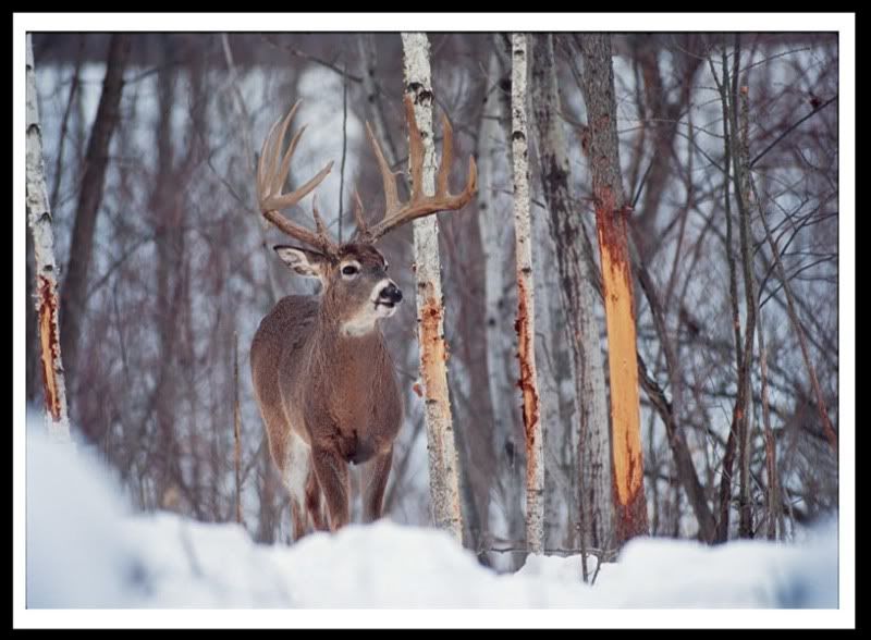 post-pics-of-awesome-bucks-alberta-outdoorsmen-forum