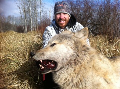 wolf giant canada shot alberta another