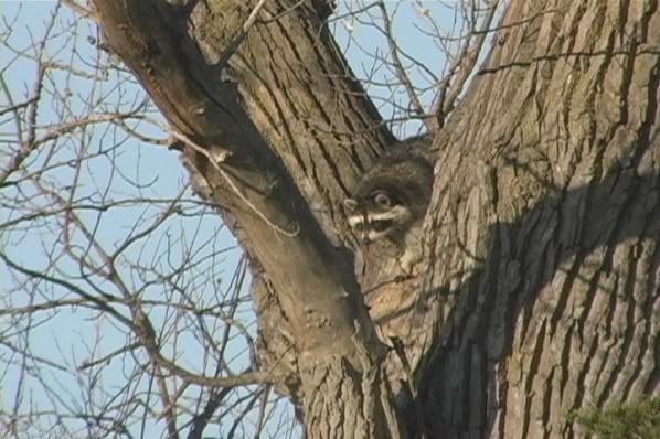 Coon1-1.jpg