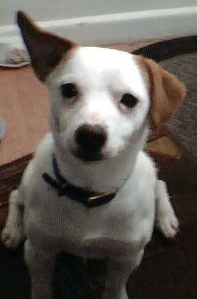 dogs005.jpg