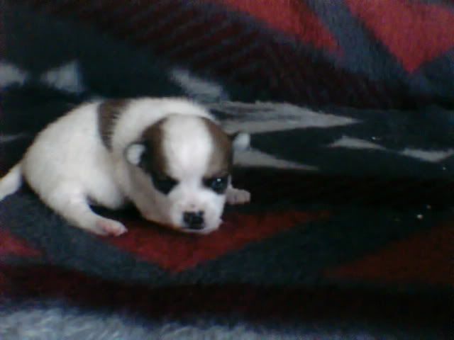 puppy1004.jpg