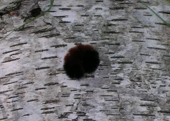 Wooly Bear Caterpillar