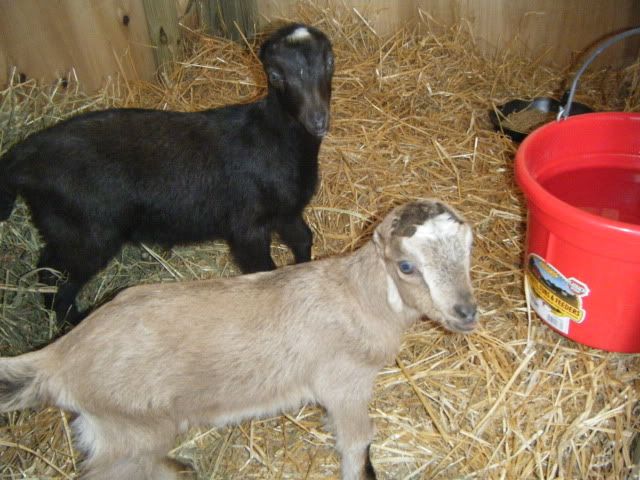 Our New Bottle Baby Girls - Goats