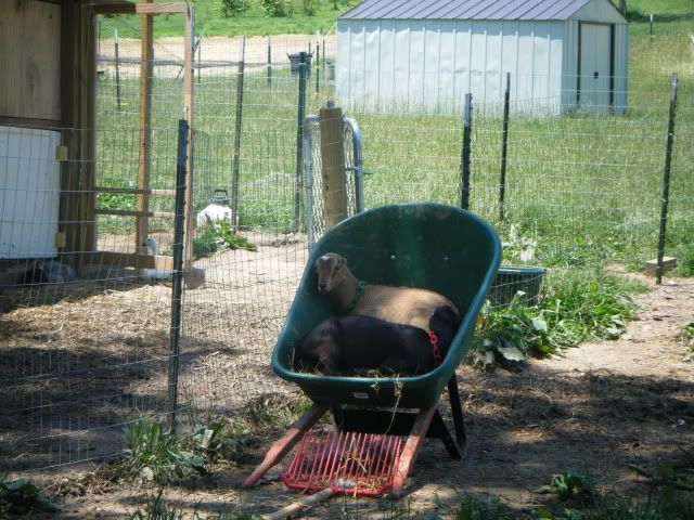 Just some fun goat pics - Goats