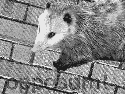 oppossum.gif