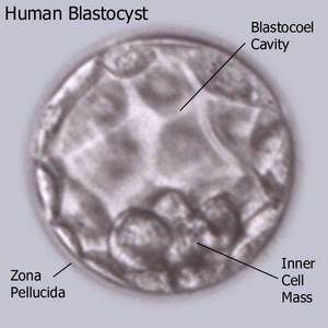 blastocyst, early stage of life