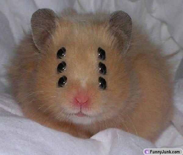 evilhamster.jpg