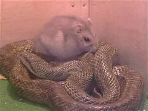 on_snake_hampster_060124_300w.jpg