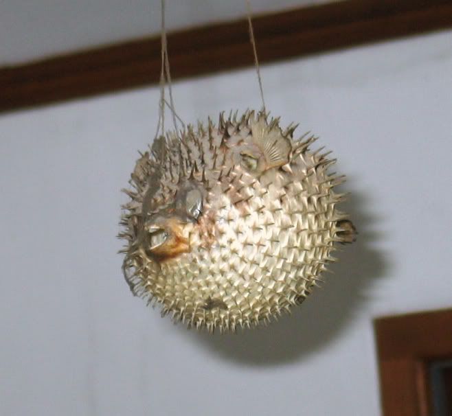 Forum Image: http://i3.photobucket.com/albums/y83/eddy_junaidy/buntel-duren.jpg