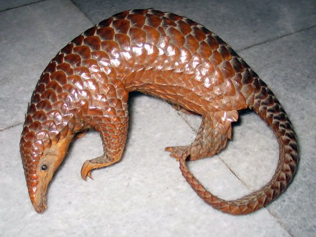 PANGOLIN