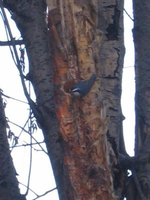 local woodpecker