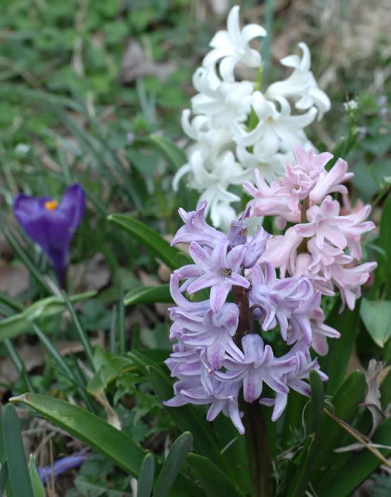 hyacinth1.jpg