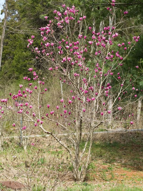 magnolia1.jpg