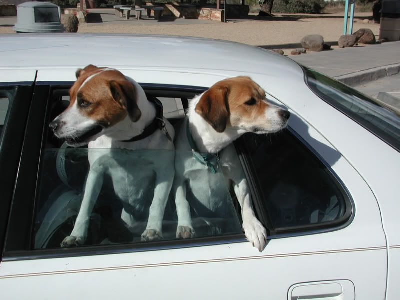 Dogs_car.jpg
