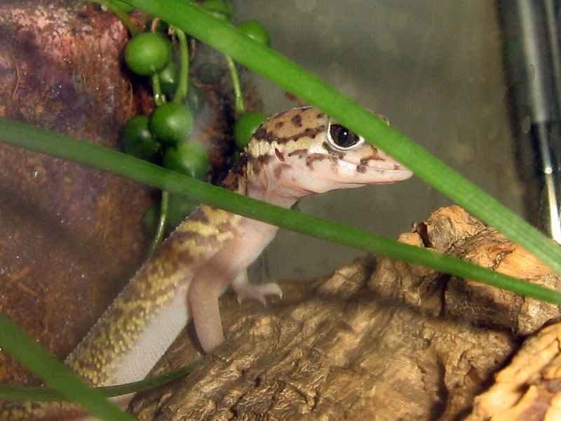 banded1.jpg