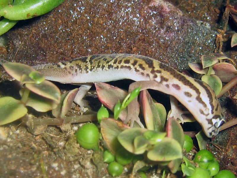 banded2.jpg