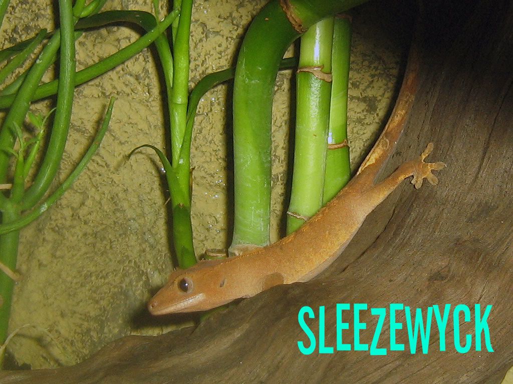 sleezewyck1.jpg