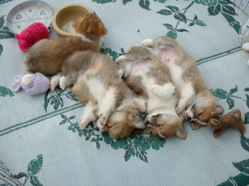 Welsh+corgi+puppy+sleeping