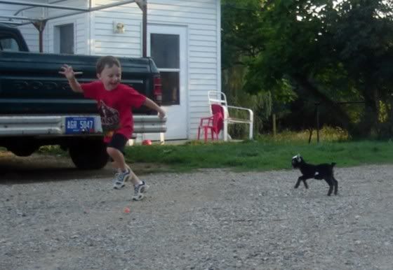 photo contest - Goats