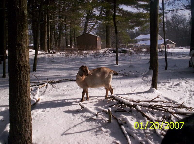 photo contest - Goats