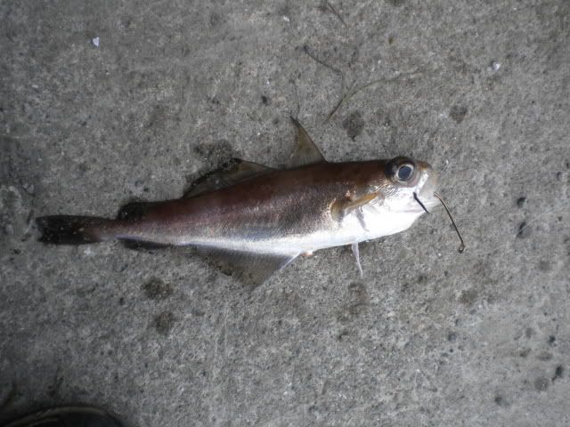 fiske2008.jpg