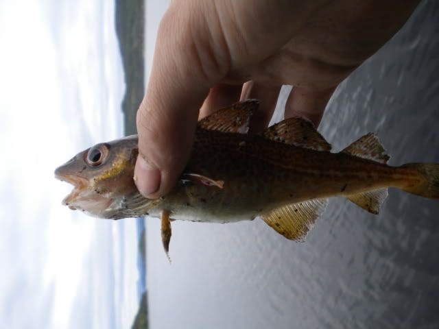 fiske2011.jpg