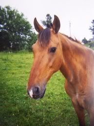 IMAGE(http://i3.photobucket.com/albums/y87/DangerRanch/Juilo1.jpg)