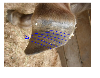 IMAGE(http://i3.photobucket.com/albums/y87/DangerRanch/hoof1.png)