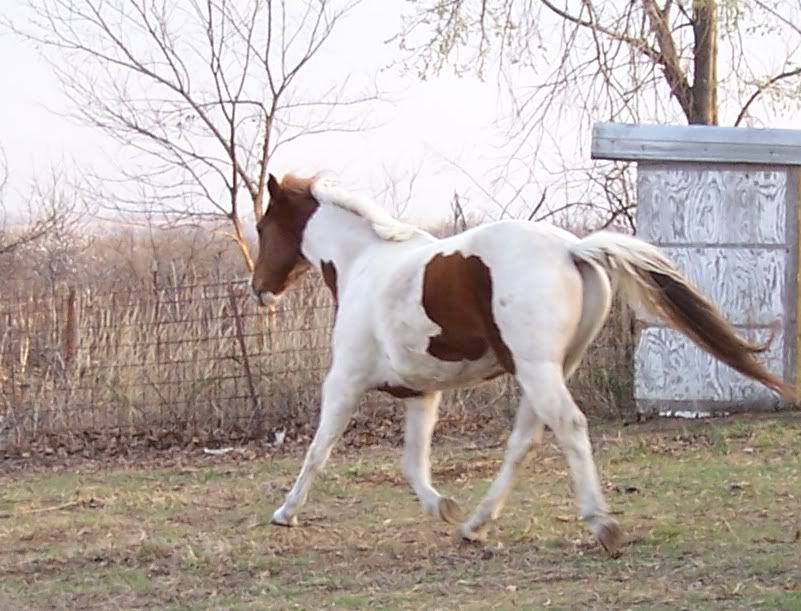 IMAGE(http://i3.photobucket.com/albums/y87/DangerRanch/march18%2009/Dusty2.jpg)