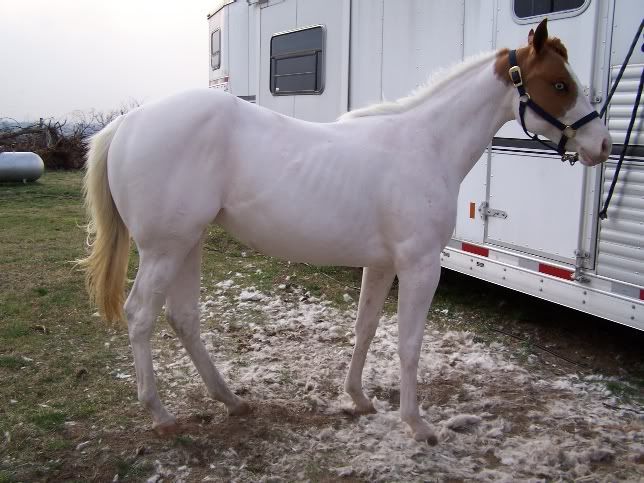 IMAGE(http://i3.photobucket.com/albums/y87/DangerRanch/march18%2009/Vbody1.jpg)