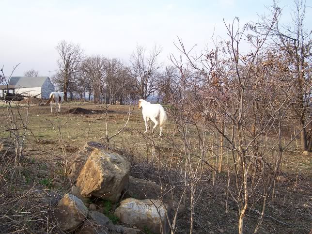 IMAGE(http://i3.photobucket.com/albums/y87/DangerRanch/march18%2009/Vleaving.jpg)